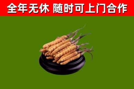 琼海回收冬虫夏草